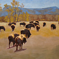 Where the buffalo roam